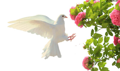 Naklejka premium Bird in flight with pink rose flowers, isolated on transparent background