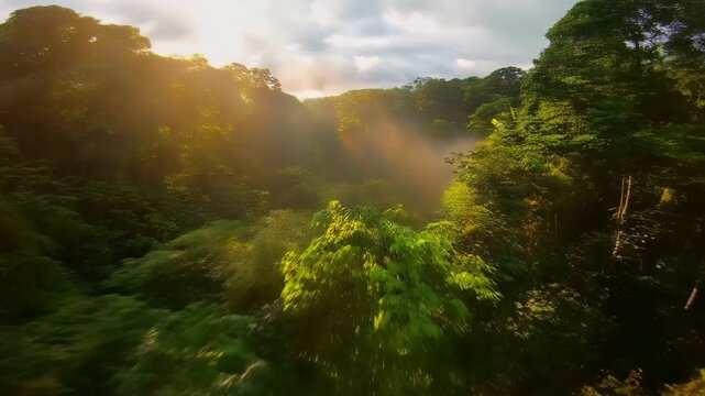 Cinematic drone footage flying over a dense tropical forest with mist, highlighting nature's beauty and biodiversity