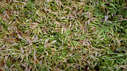 Fresh Papaya Flower Buds Background Top View