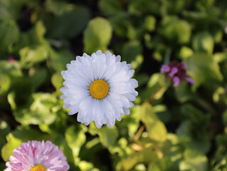 Close up of a white daisy flower with yellow center growing outdoors. The bloom is in sharp focus against soft green foliage in natural daylight.