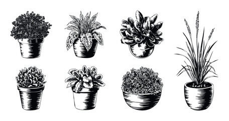Vintage style set of house plants in flowerpots, including succulents and grasses, hand drawn in black and white for botanical publications and home gardening themes.
