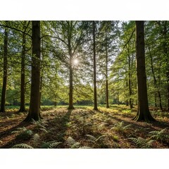 Location Wooded Area