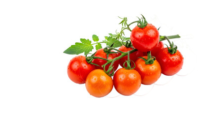 Fresh cherry tomatoes on vine with transparent background isolated on transparent background