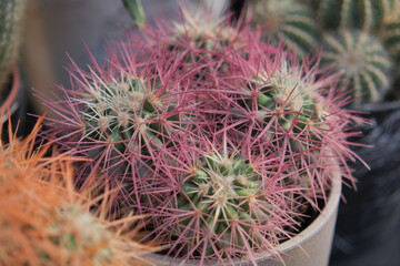 Obraz premium Colorful cacti in a pot in a garden setting