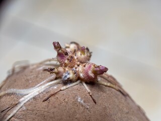 Macro shot of a germinating seed or bulb with pinkish sprouts and white roots growing out. New life and plant growth process.