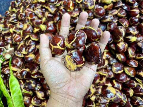 Fresh tropical stink beans (Parkia speciosa) and jengkol beans (Archidendron pauciflorum) at a traditional market. Popular Southeast Asian ingredients.