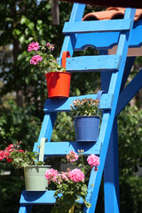 Colorful pots on blue ladder in garden with flowers © Towfiqu Barbhuiya 
