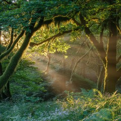 Sun Kissed Canopy The forest canopy is kissed by the sun filteri