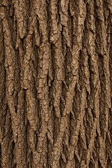 Title Tree Bark