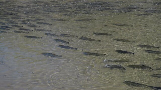 Salmon swim upstream in Ontario's river during a natural migration