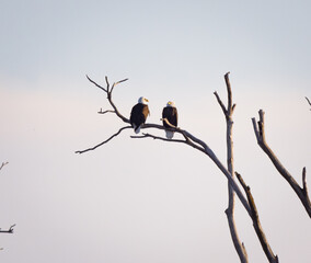 Bald Eagle Pair Perched High In Dead Tree