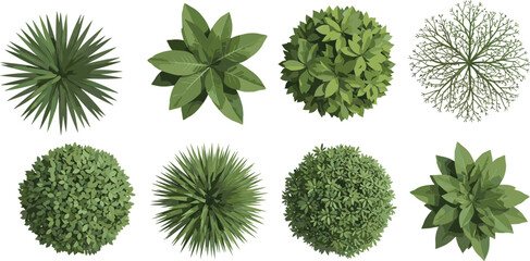 Top view green plants and shrubs collection illustration isolated on white background for landscape design, garden planning, and botanical textures © MstFatema