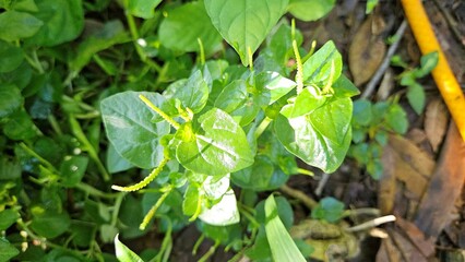 Obraz premium Close-up view of fresh Peperomia pellucida plants, commonly known as shiny bush or pepper elder, growing naturally in Vietnam.