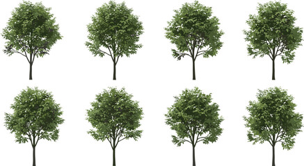 Set of realistic green deciduous trees illustration, isolated on white background, for landscape design, urban planning, nature, and garden projects
