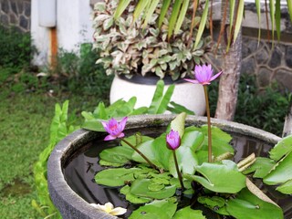 A close-up side view of vibrant purple water lilies blooming in a rustic stone basin. The composition highlights the long stems and bright petals against a soft garden background.