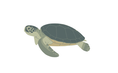 Marine life aquatic turtle character with detailed shell pattern for nature projects. © Masud