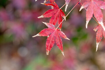 赤く色づいたもみじの葉