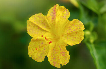 A vivid yellow flower with speckled petals and bold red stamens stands out against a lush green blur.