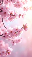 Obraz premium Delicate pink cherry blossoms in soft sunlight, symbolizing beauty and renewal in nature's embrace, perfect for spring-themed visuals.