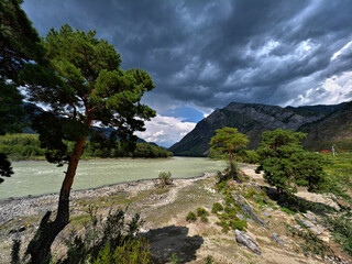 Katun river in Altai. Gnarled pine trees grow on the foreshore. In the background are mountains under dramatic sky.