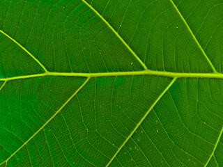 Obraz premium leaf texture image for background