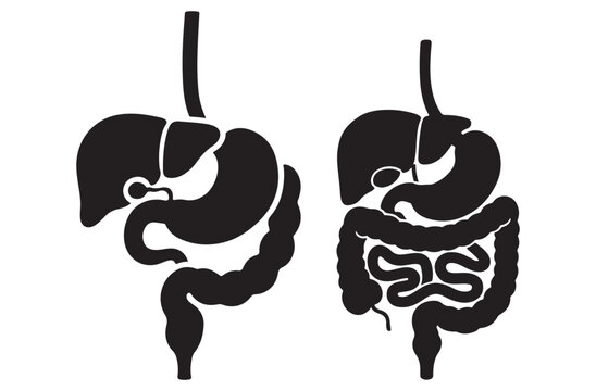 Digestive System Silhouette Icon &ndash; Human Anatomy & Medical Vector