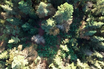 An expansive aerial view of a dense evergreen forest canopy showcasing diverse tree types