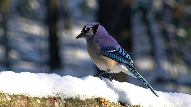 Beautiful Blue Jay bird perched on snow covered branch on a cold winter day.