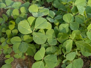 Green clover field close-up with dew drops glistening on the leaves in sunlight