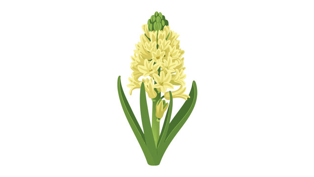 Yellow Hyacinth Flower Illustration