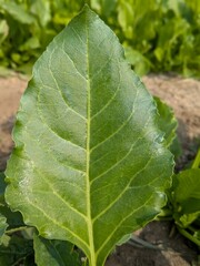 Vibrant Green Leaf with Detailed Veins in Natural Sunlight