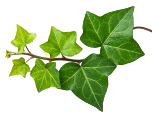 A vibrant green ivy vine with distinct lobed leaves. transparent background png