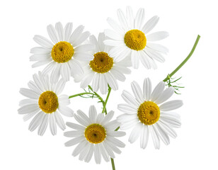 Obraz premium Close up of several white and yellow daisy flowers on a white background. transparent background png