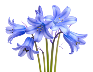 Closeup of vibrant bluebell flowers with delicate petals and green stems. transparent background png