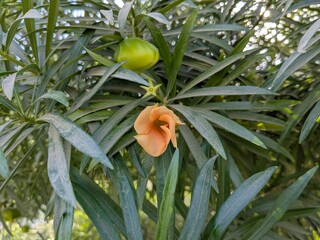 Vibrant Orange Flower Bloom and Green Seed Pod Flourishing on Lush Foliage Bathed in Sunlight