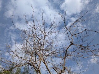 Bare branches of a deciduous tree reaching towards a cloudy blue sky