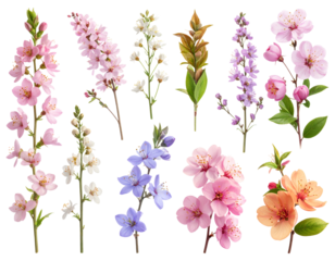 Vibrant collection of diverse blooming flowers and botanical elements. transparent background png