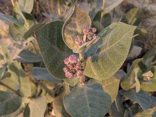 Dusty green foliage and delicate purple flower buds of a resilient desert plant