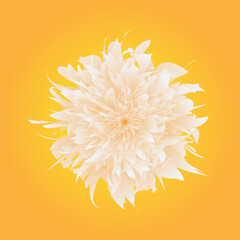 white single blooming chrysanthemum isolated on a golden background