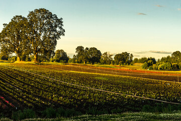 Oak Island Wildlife Refuge, Sauvie Island, Oregon	