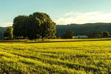 Oak Island Wildlife Refuge, Sauvie Island, Oregon	