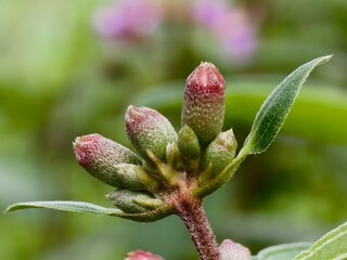 Melastoma malabathricum flowers before blooming