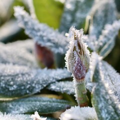 Garden plant bud covered in hoarfrost, enduring cold winter temperatures, crystals forming on leaves and stem