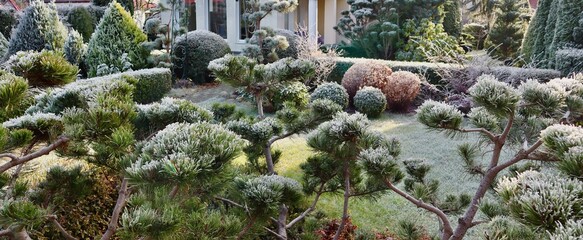 Winter garden covered in hoarfrost with sculpted topiary plants and evergreen shrubs under morning light