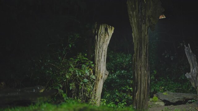 Polecat pauses briefly beside a mossy patch with faint night glow shaping its body in the dark woodland