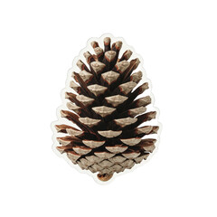 A close-up view of a pine cone isolated on a white background
