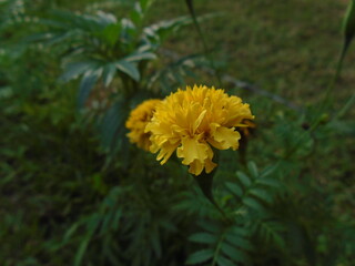 This beautiful marigold displays its bright yellow petals, a cheerful sight in any garden. Bright Yellow Marigold Flower in Garden &ndash; Close-Up Nature Photography	