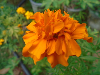 This beautiful marigold displays its bright orange petals, a cheerful sight in any garden. Bright orange Marigold Flower in Garden &ndash; Close-Up Nature Photography
