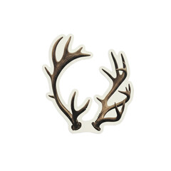 A pair of deer antlers isolated on a white background viewed from the front