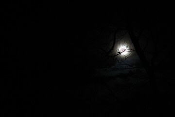 dark night in the forest